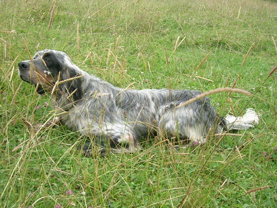 Chester de la Diane du Drouvenant