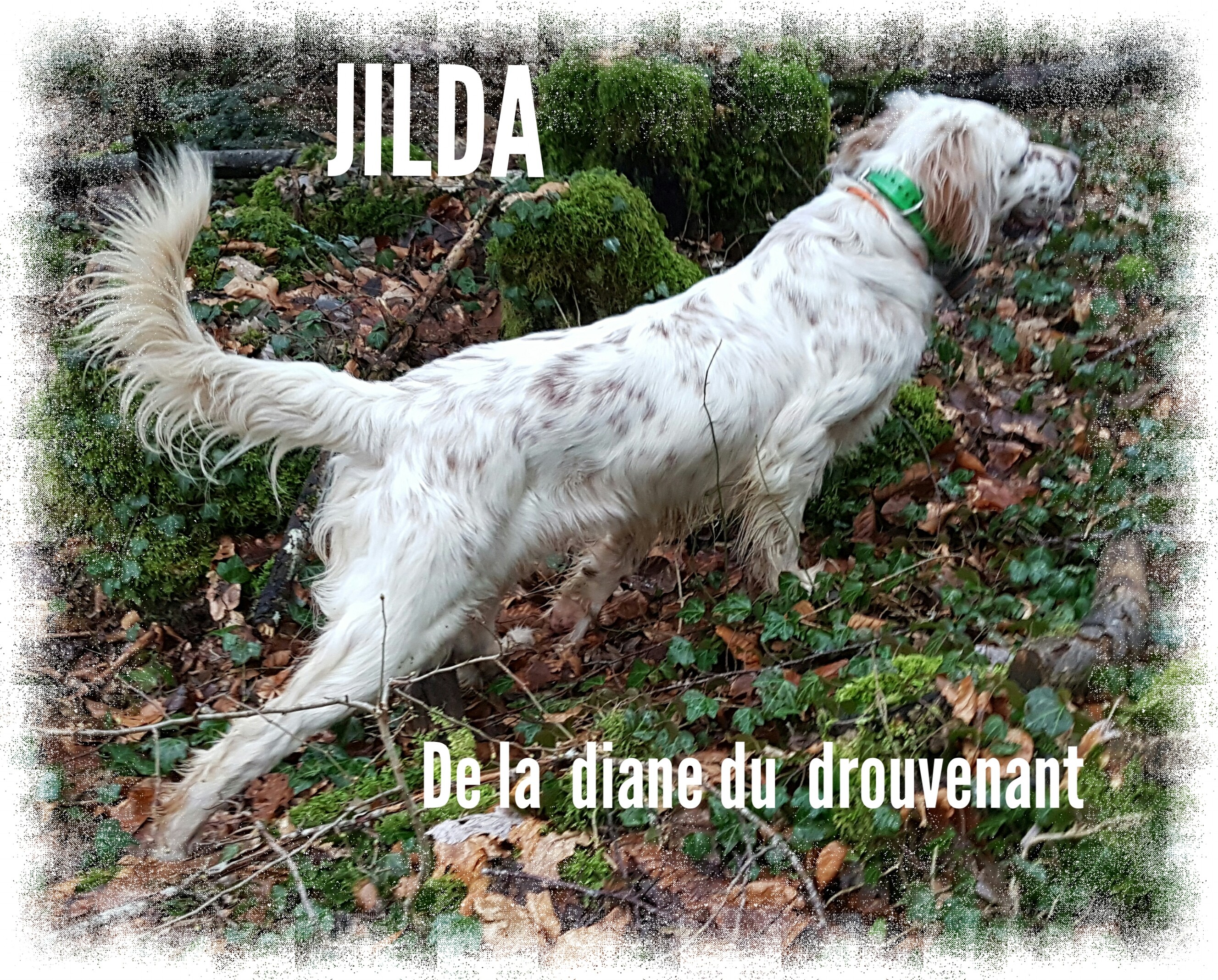 Jilda de la Diane du Drouvenant