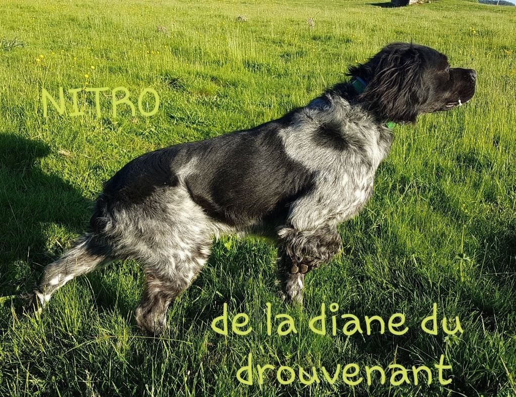 Nitro de la Diane du Drouvenant