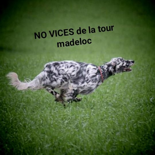 No vices De la tour madeloc