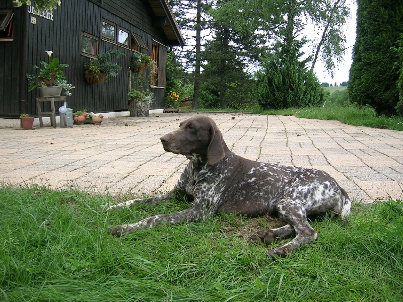 Vic de la Diane du Drouvenant