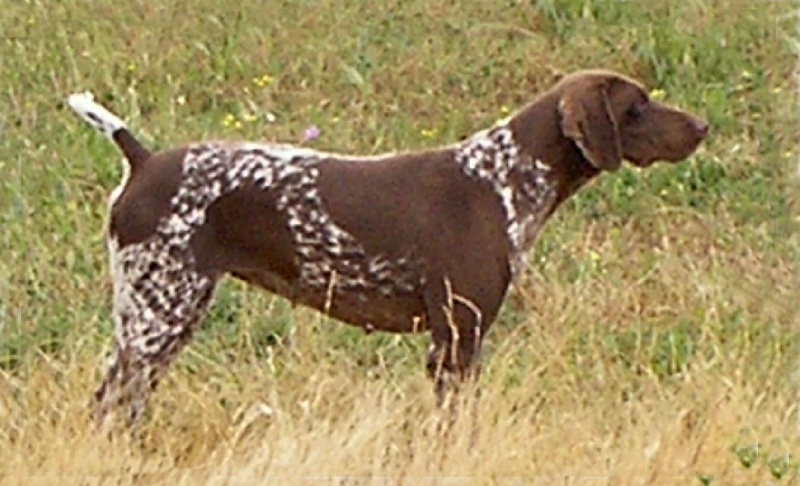 TR. CH. Vanina de la Diane du Drouvenant