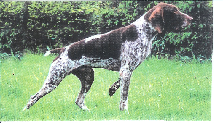 CH. Mardy de la Diane du Drouvenant