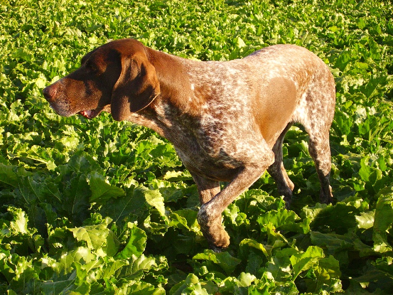 CH. Tessie de la Diane du Drouvenant