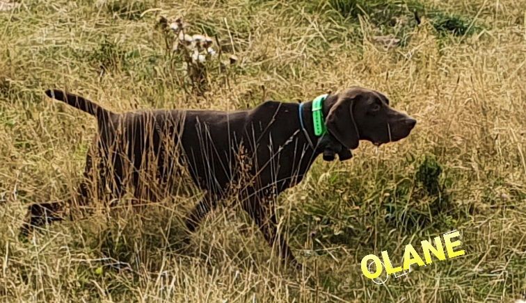 Olane of Black And Sand