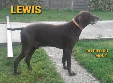 Lewis du Pied du Mont